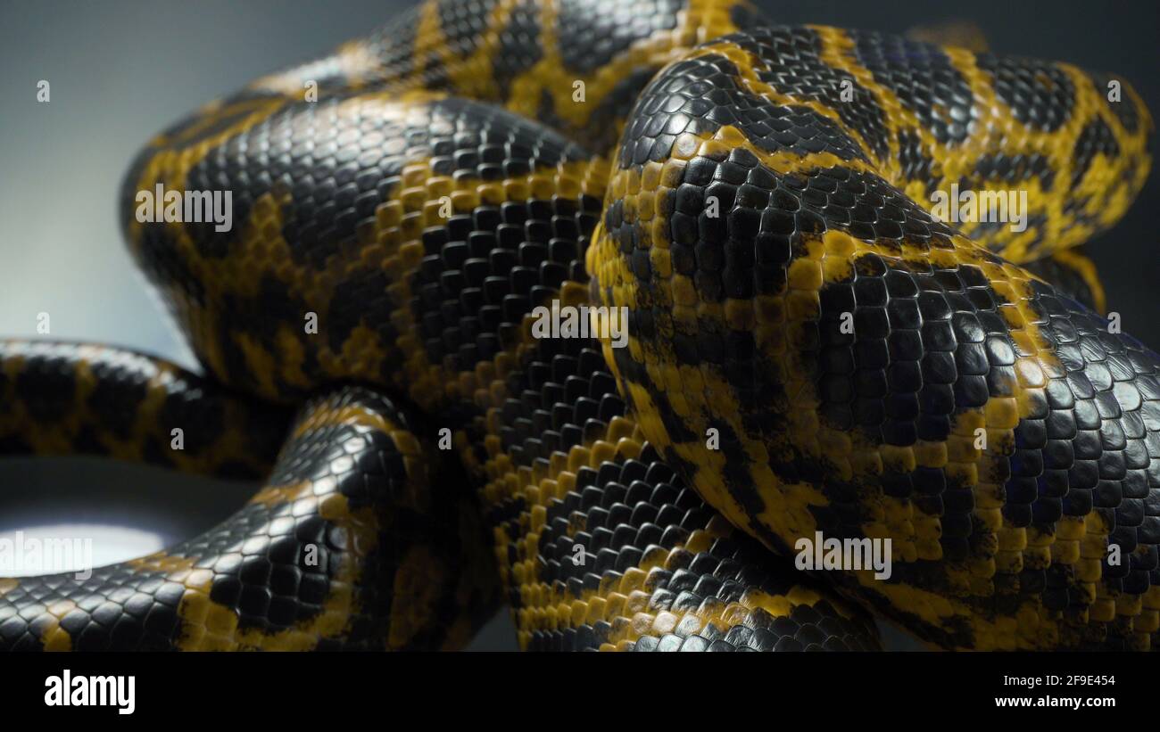 Yellow boa constrictor hires stock photography and images Alamy