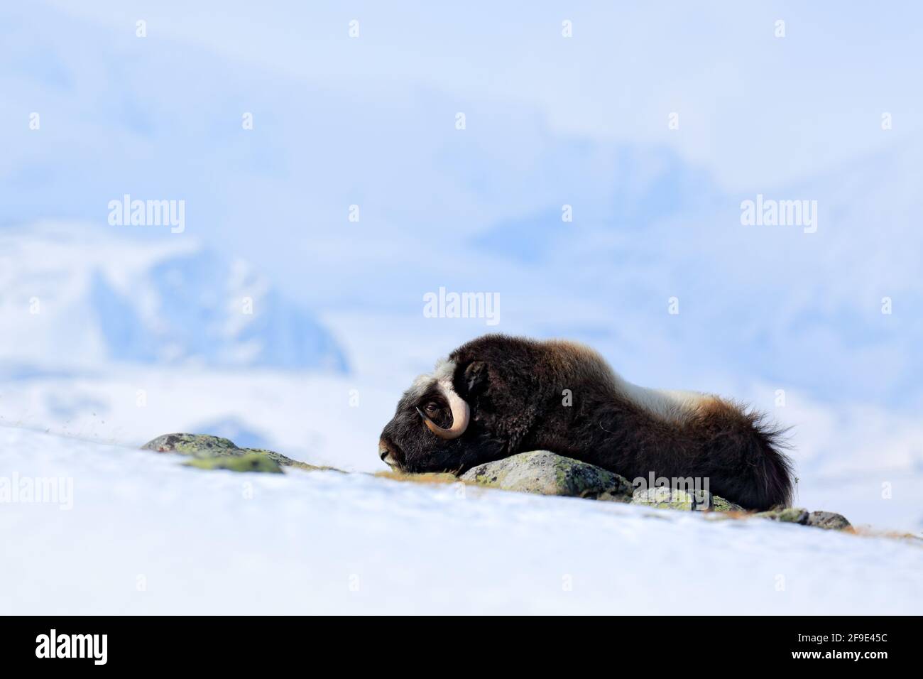 Page 3 Ox Power High Resolution Stock Photography And Images Alamy