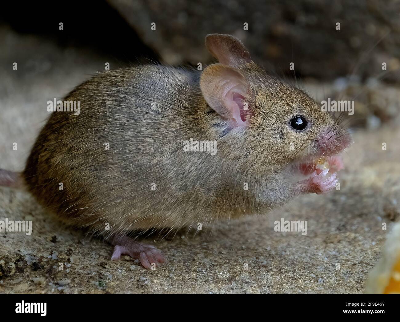 The house mouse is a small mammal of the order Rodentia, characteristically having a pointed snout, large rounded ears, and a long and hairy tail. Stock Photo