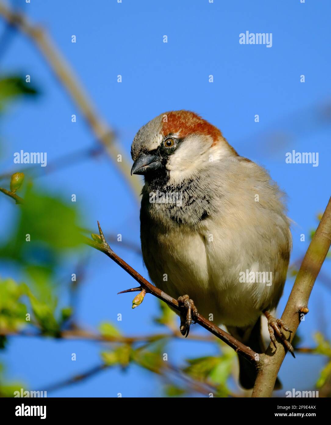 House sparrow looking for food in urban house garden. Stock Photo