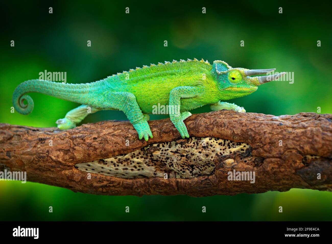 Jackson's Chameleon, Trioceros jacksonii, sitting on the branch in forest habitat. Exotic beautiful endemic green reptile with long tail from Madagasc Stock Photo