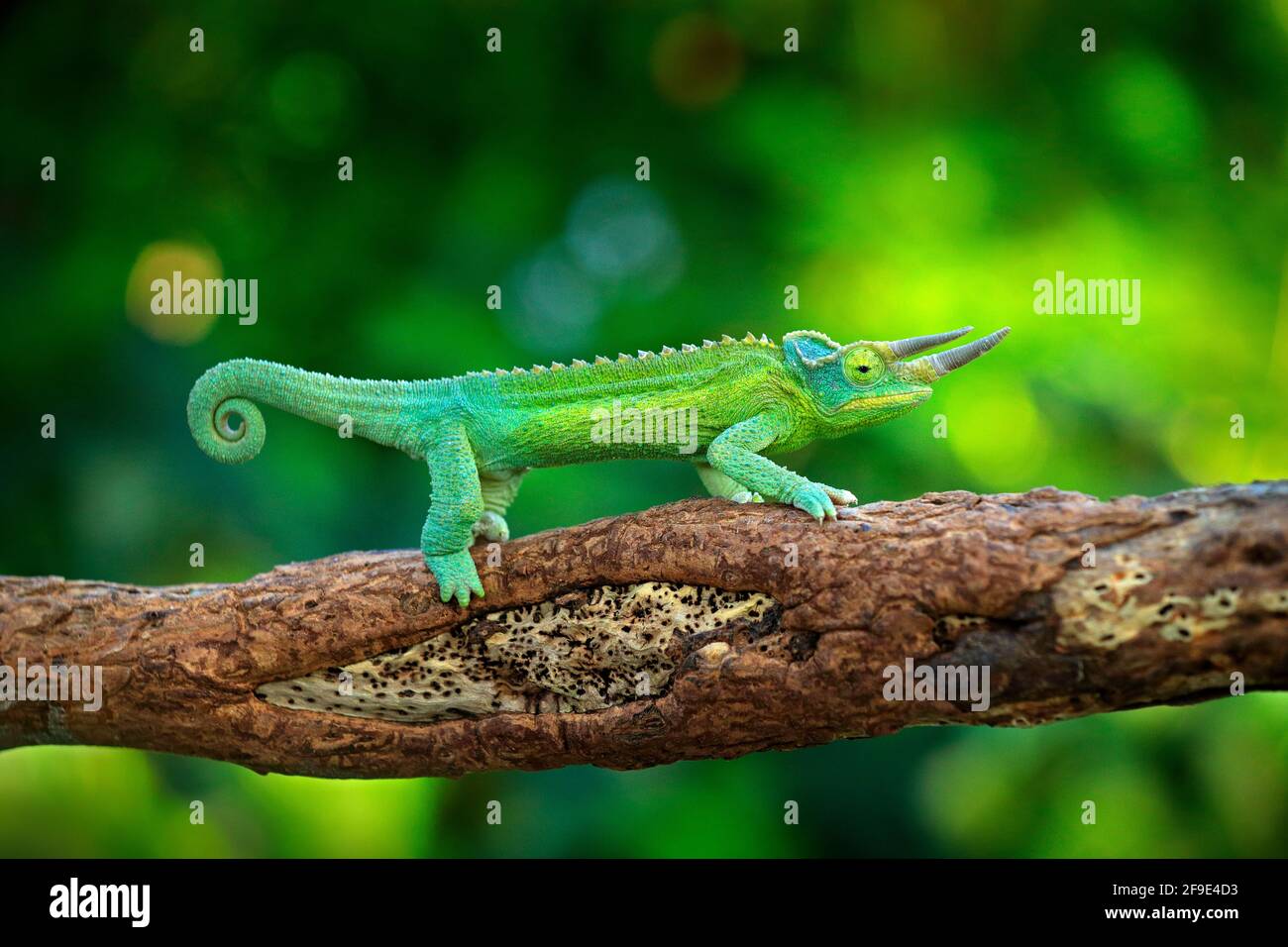 Jackson's Chameleon, Trioceros jacksonii, sitting on the branch in forest habitat. Exotic beautifull endemic green reptile with long tail from Madagas Stock Photo
