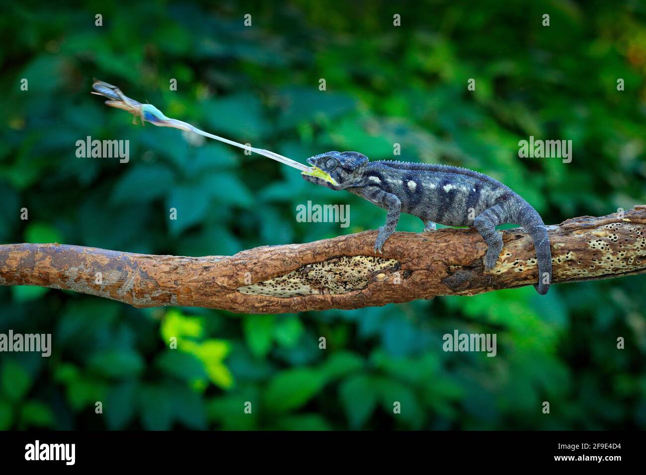 Chameleon hunting insect with long tongue. Exotic beautiful endemic green reptile with long tail from Madagascar. Wildlife scene from nature. Furcifer Stock Photo