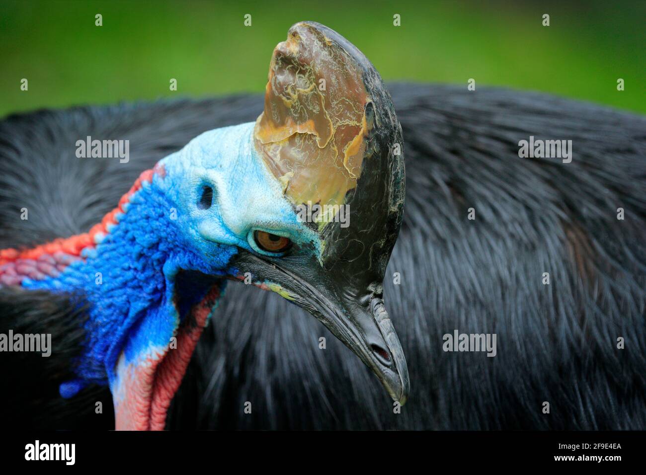 Anzai Lydighed gys Detail portrait of Southern cassowary, Casuarius casuarius, known as  double-wattled cassowary. Australian big forest bird from Papua New Guinea  Stock Photo - Alamy