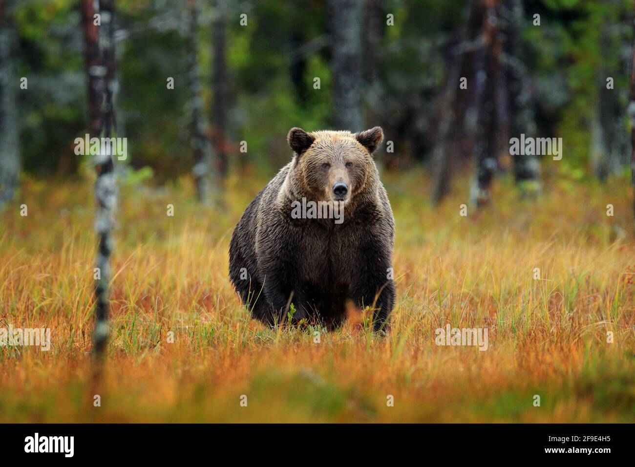 Beautiful brown bear walking around lake with fall colours. Dangerous animal in nature wood, meadow habitat. Wildlife habitat from Russia. Autumn tree Stock Photo - Alamy Beautiful brown bear walking around lake with fall colours. Dangerous animal in nature wood, meadow habitat. Wildlife habitat from Russia. Autumn tree Stock Photo - Alamy