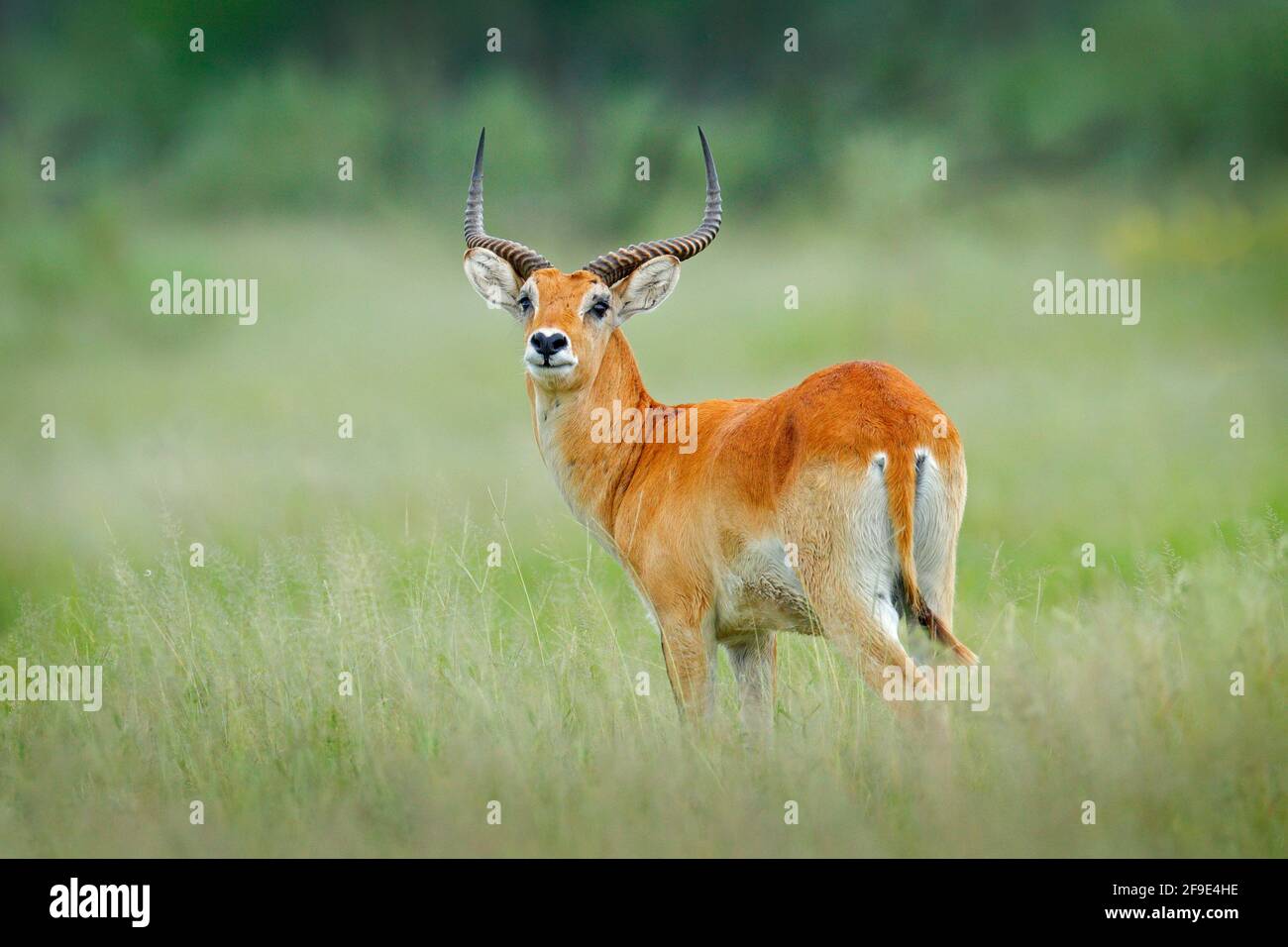 Animal puku wildlife hi-res stock photography and images - Alamy