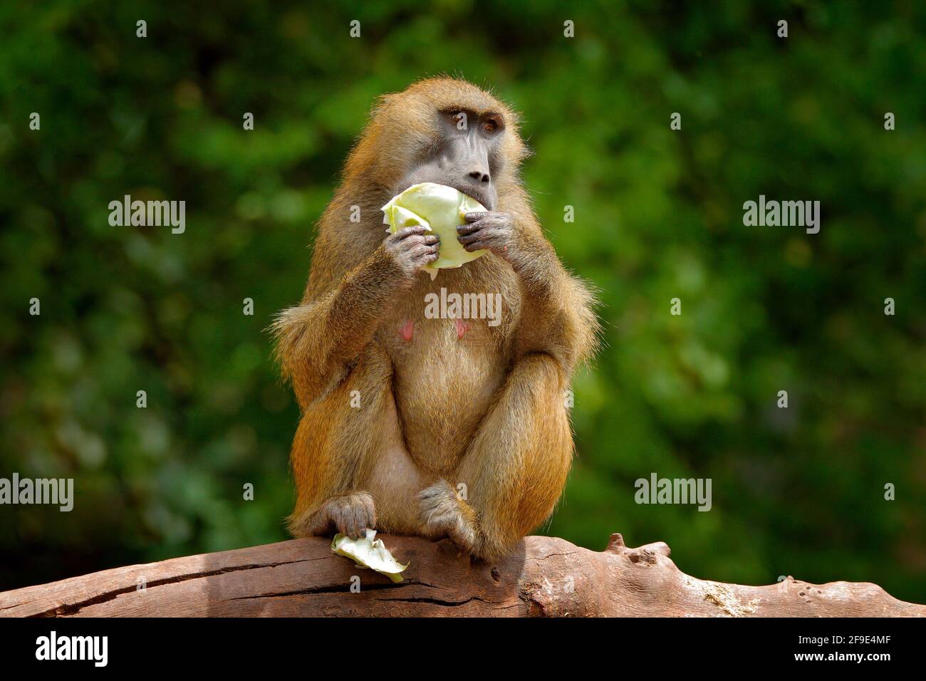 Guinea baboon, Papio papio, monkey from Guinea, Senegal and Gambia. Wild mammal in the nature habitat. Monkey feeding fruits in the gren vegetaton. Wi Stock Photo