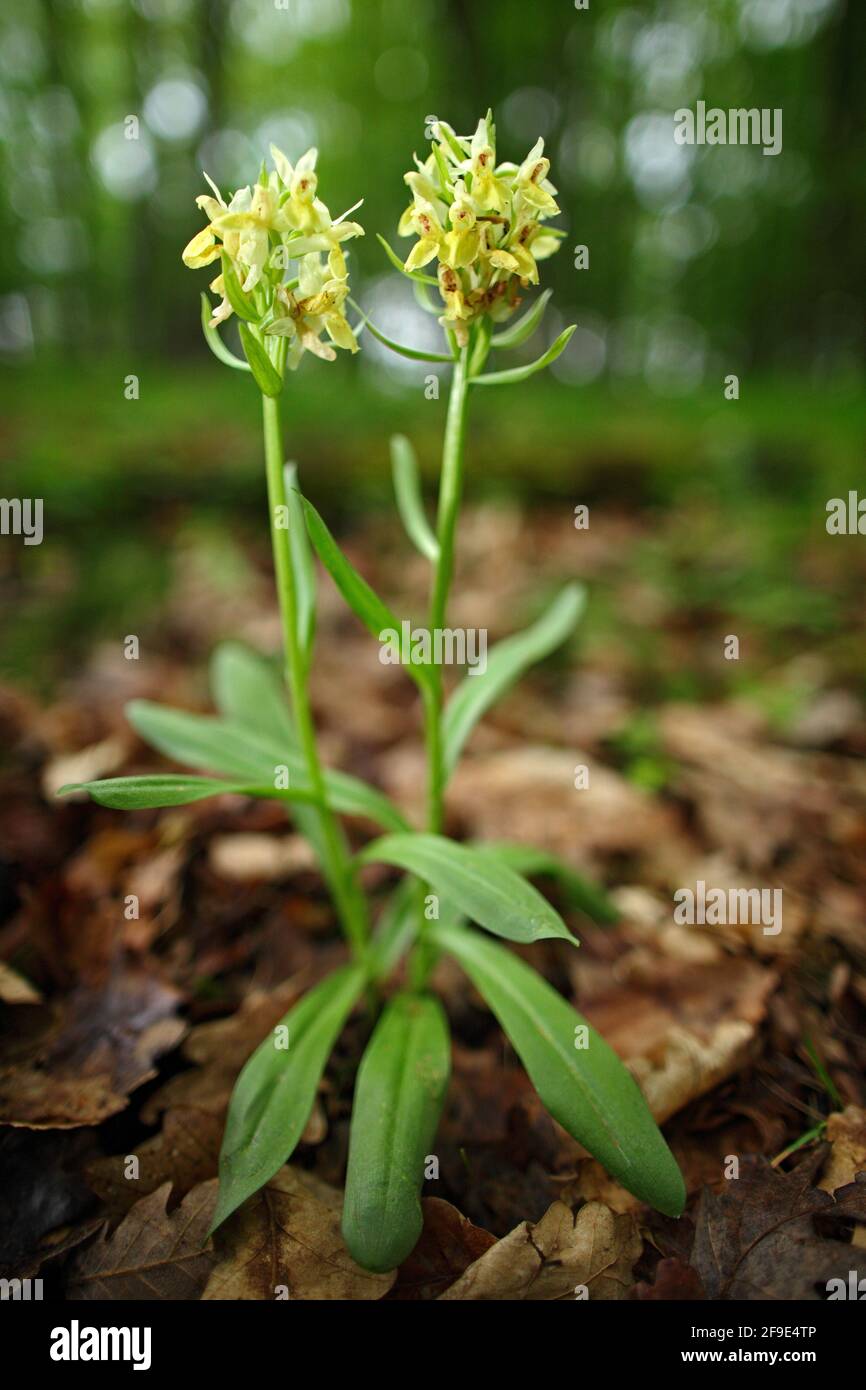 Elder-flowered Orchid, Dactylorhiza sambucina, European terrestrial wild orchid in nature habitat. Nature spring scene in Europe. Stock Photo