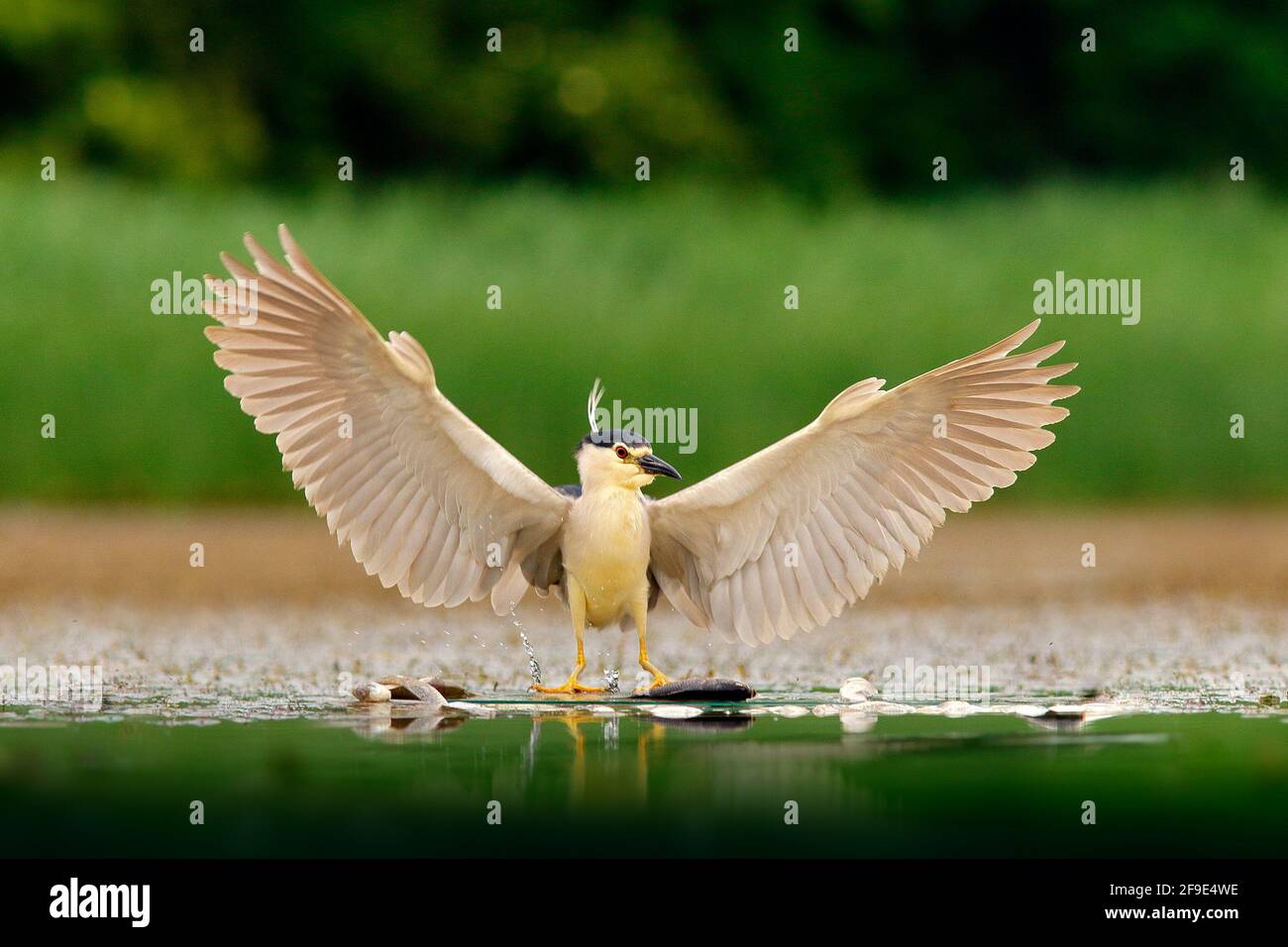 River bird hunter. Night heron, Nycticorax nycticorax, grey water bird