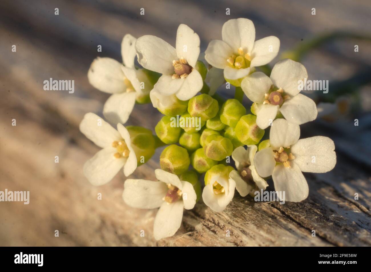 A close-up shot of white alyssum flowers bouquet on the wood Stock ...