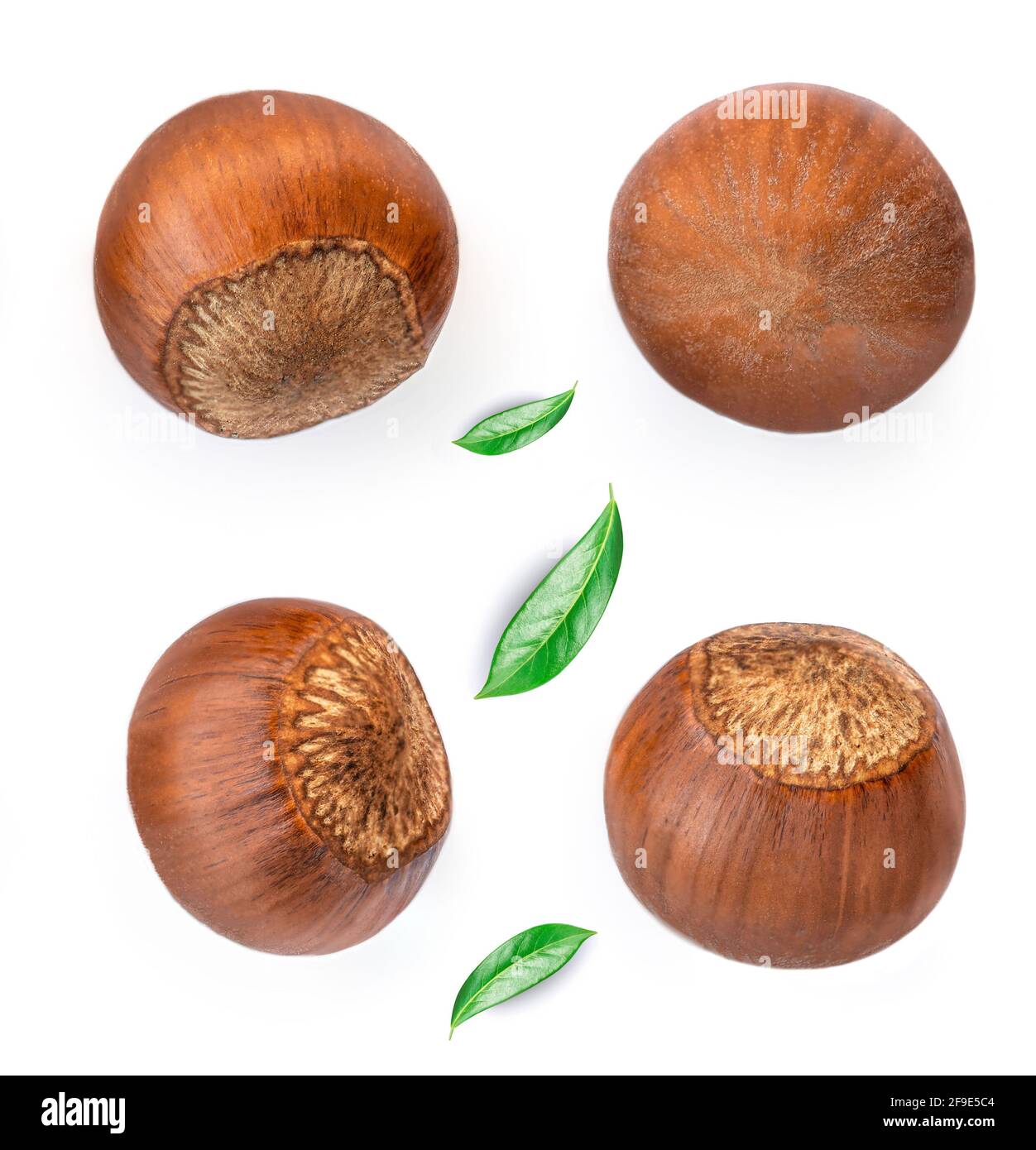 Unshelled Hazelnuts  isolated on white background. Creative layout with Hazelnuts. Pattern. Top view. Flat lay Stock Photo