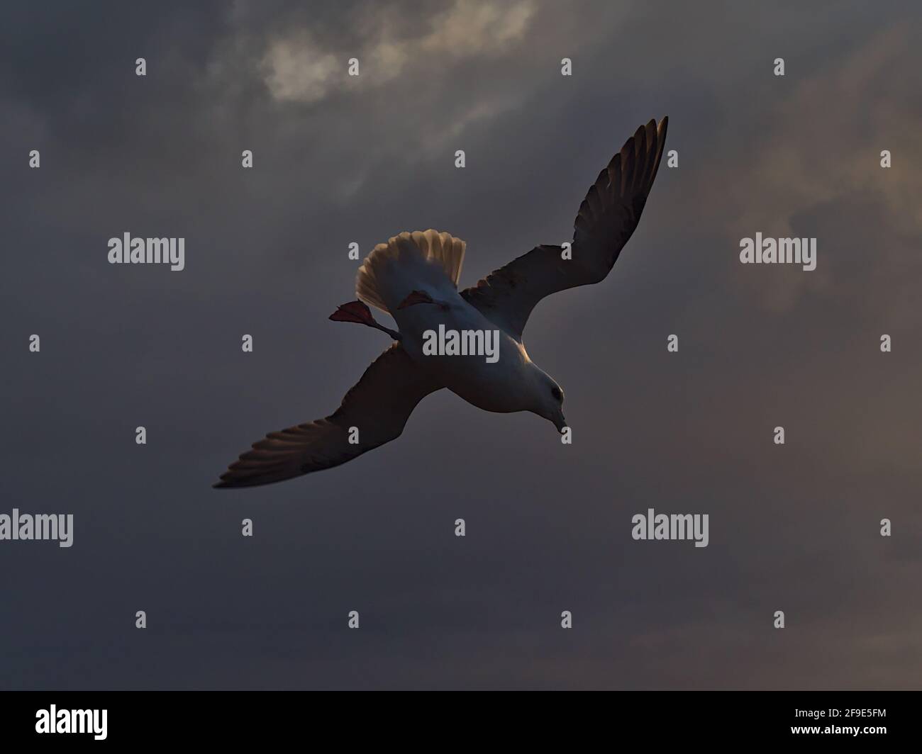 Closeup low angle view of single flying northern fulmar bird (fulmarus glacialis) with spread white colored wings in the evening light at sunset. Stock Photo