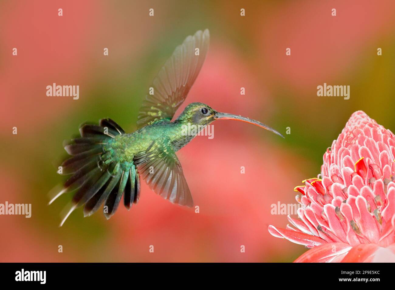 Green Hermit, Phaethornis guy, rare hummingbird from Trinidad. Shiny bird flying next to