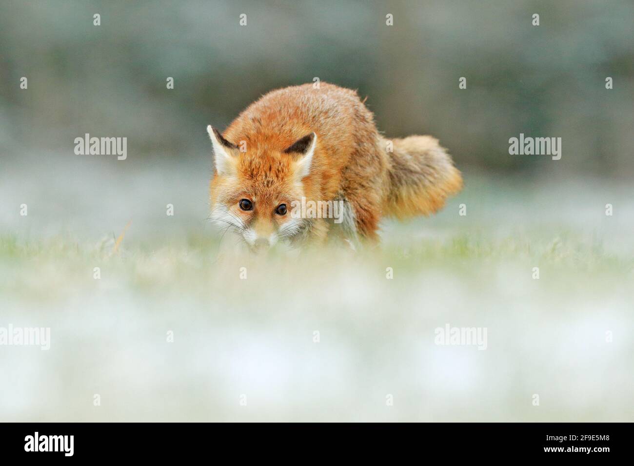 Red Fox jumping , Vulpes vulpes, wildlife scene from Europe. Orange fur coat animal in the nature habitat. Fox on the green forest meadow. Stock Photo