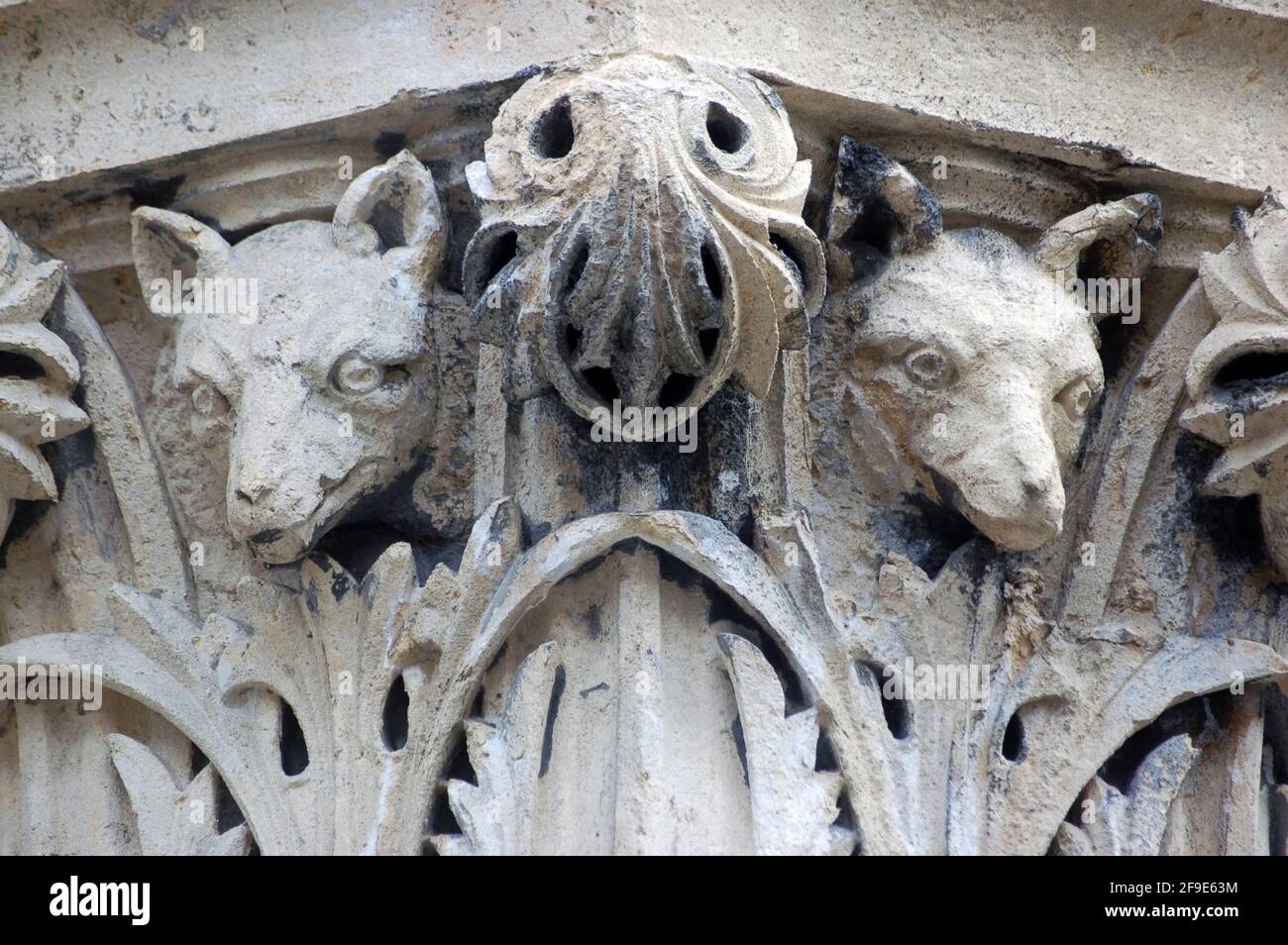 A pair of wolve's heads, surrounded by acanthus leaves carved on the top of a stone capital outside Bristol's City Museum and Art Gallery. Stock Photo
