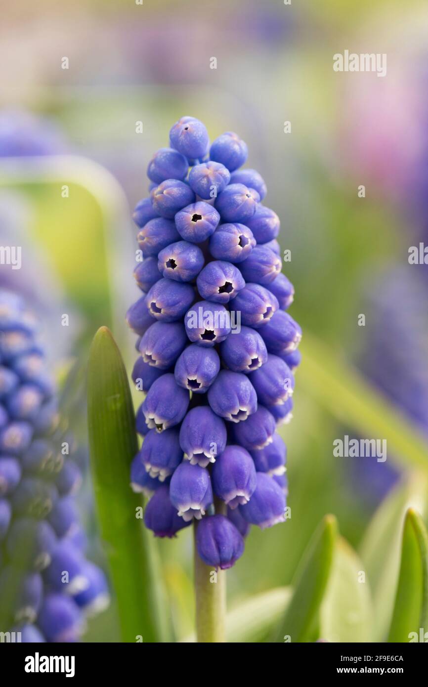 A flowering example of Muscari Big Smile on display at a garden centre in early April. England UK GB Stock Photo