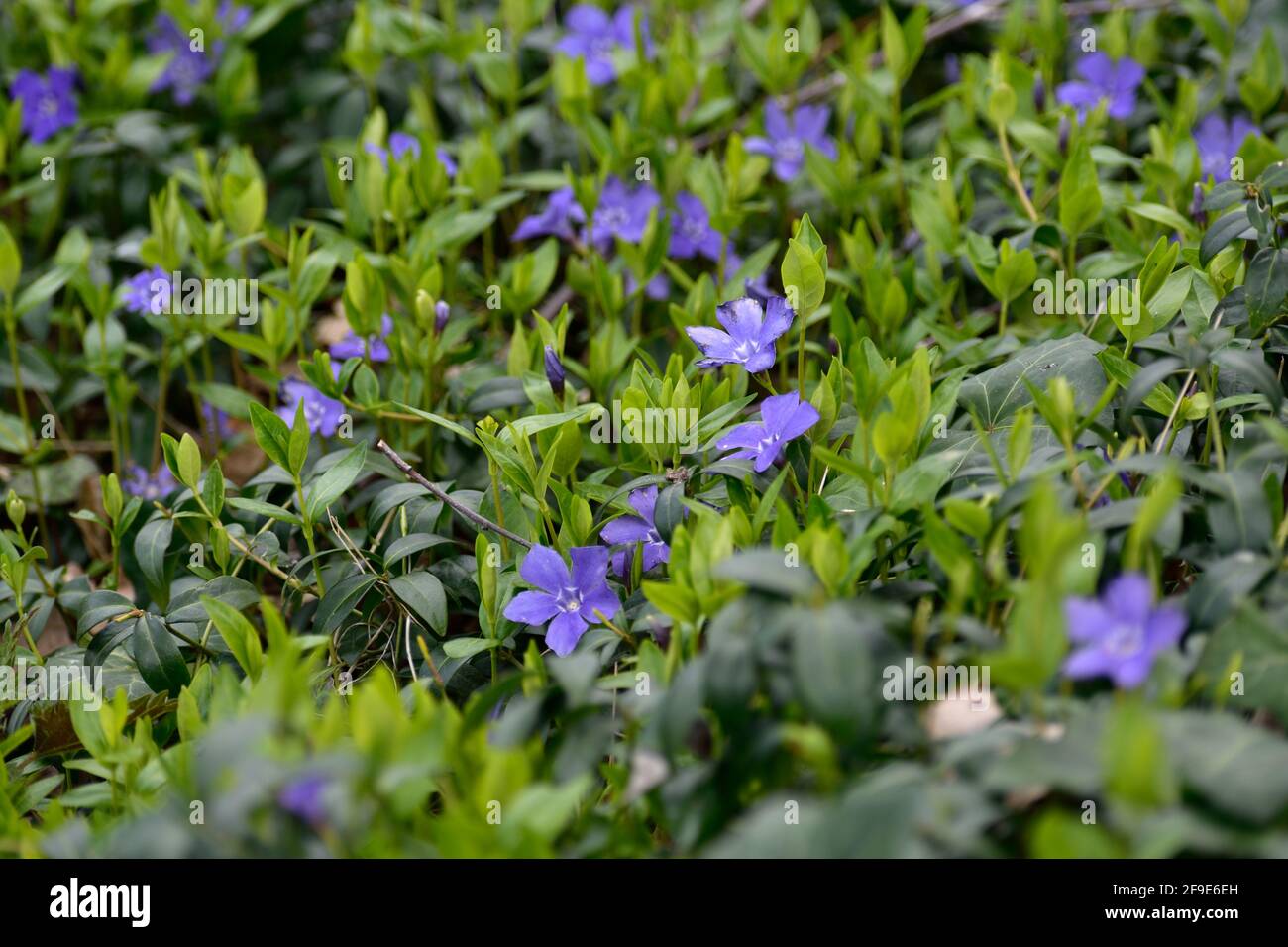 Close up of Scilla section Chionodoxa plants Stock Photo