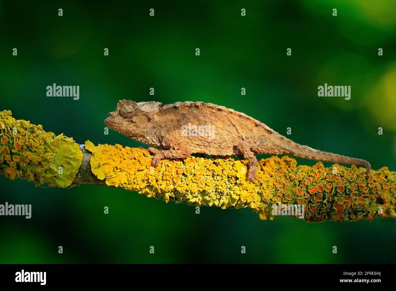 Chameleon sitting on the branch in forest habitat. Exotic beautifull endemic green reptile with long tail from Madagascar. Wildlife scene from nature. Stock Photo