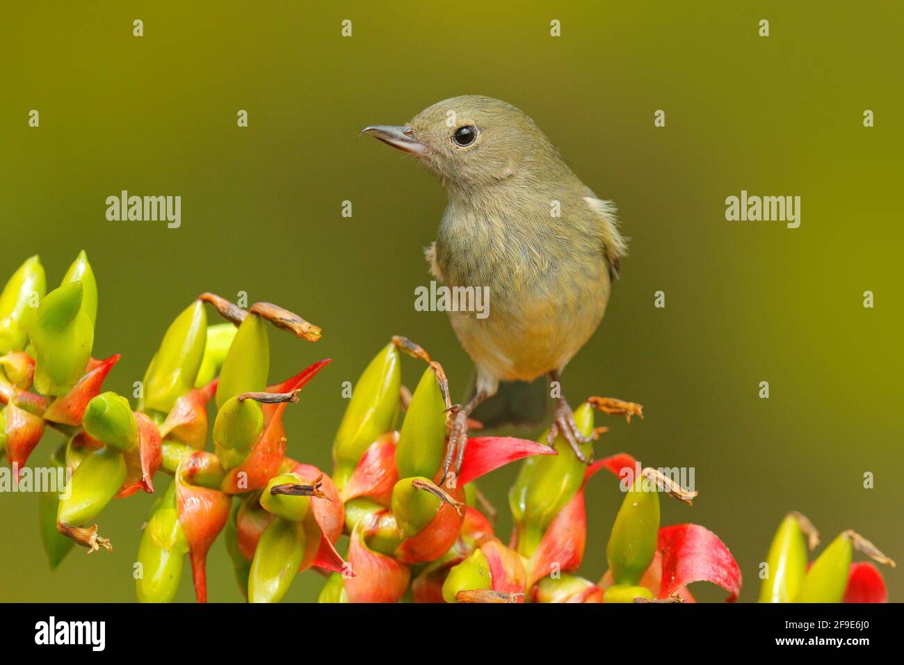Glossy Flowerpiercer, Diglossa lafresnayii, female, bird with curved bill sitting on the orange red flower, nature habitat, exotic animal from Costa R Stock Photo