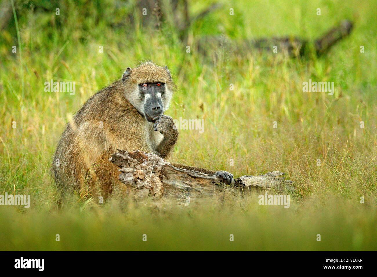 Chacma baboon, Papio ursinus, monkey from Moremi, Okavango delta, Botswana. Wild mammal in the nature habitat. Monkey feeding fruits in the gren veget Stock Photo