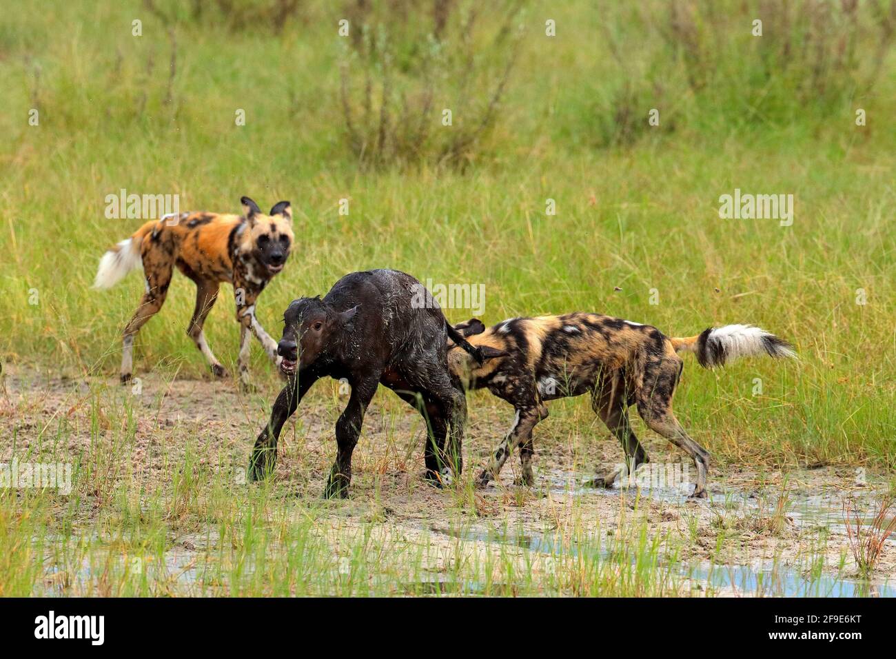 Are Dogs Predators Or Prey