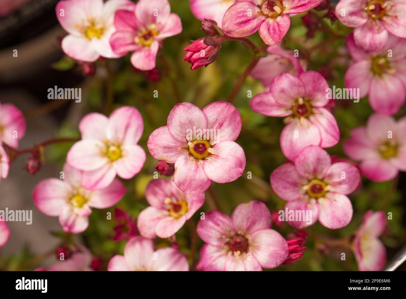 A flowering example of Mossy Saxifrage Alpino Early Picotee on display at a garden centre in early April. England UK GB Stock Photo
