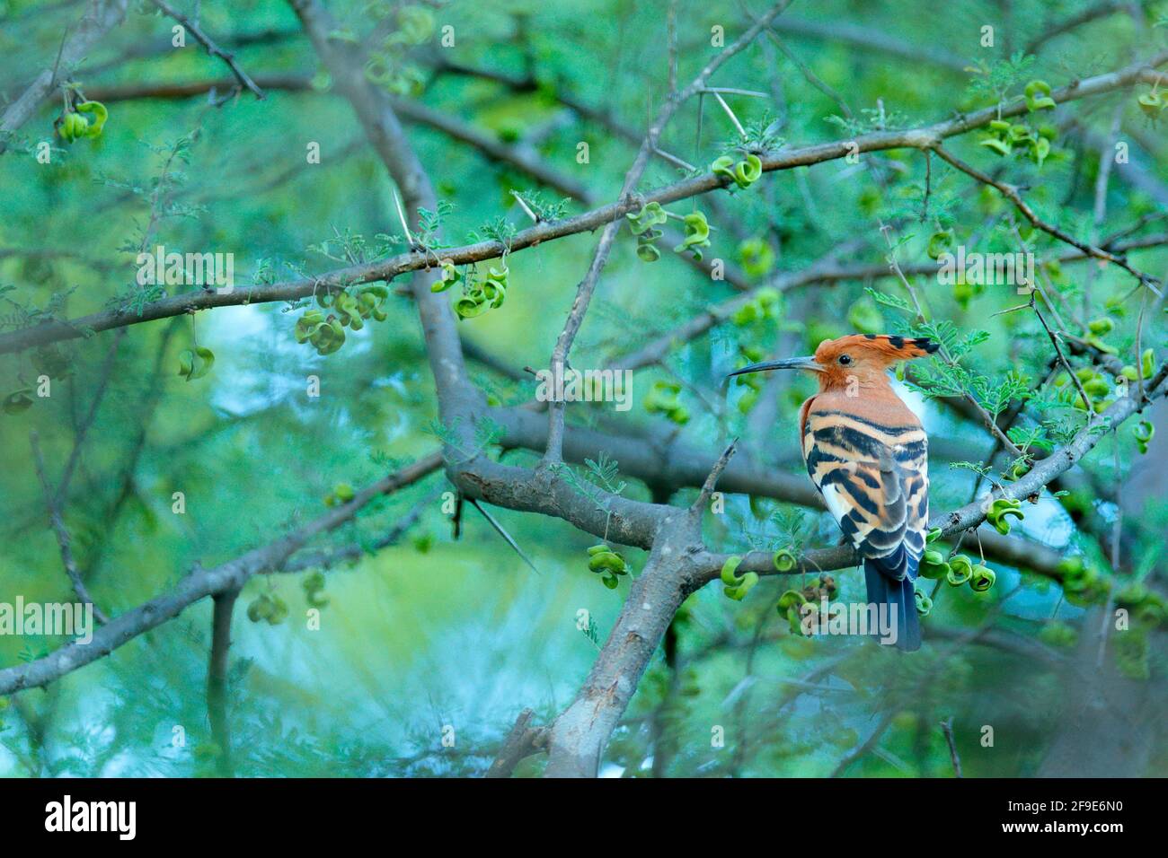African hoopoe ,Upupa africana, nice orange bird with crest sitting on ther green tree in the summer meadow, Botswana. Beautiful bird in the nature ha Stock Photo