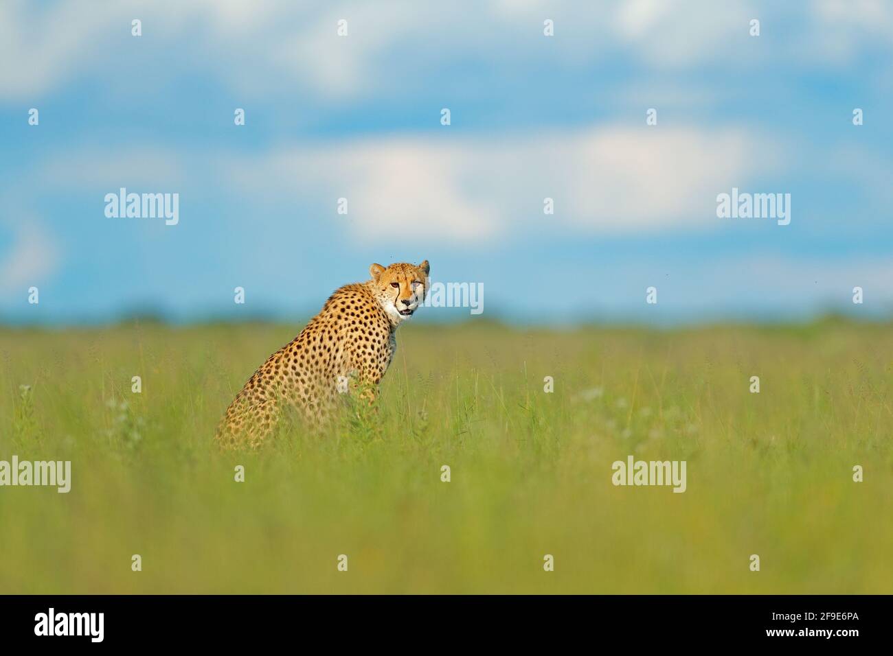 Cheetah, Acinonyx jubatus, walking wild cat. Fastest mammal on the land,  Botswana, Africa. Cheetah in grass, blue sky with clouds. Spotted wild cat  in Stock Photo - Alamy