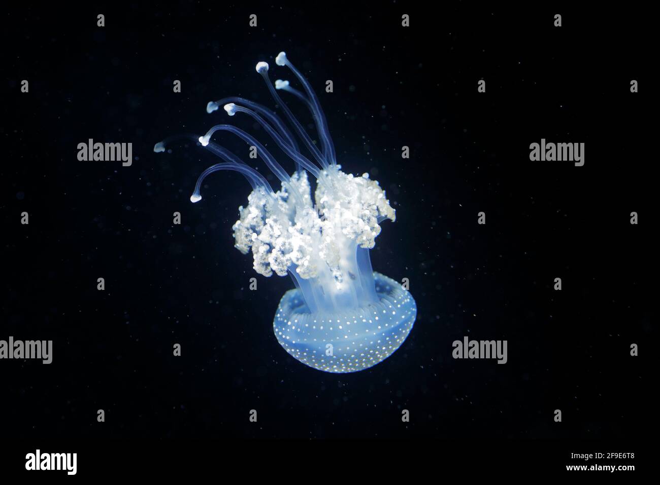Phyllorhiza punctata, Australian spotted jellyfish in the dark sea water. White blue jellyfish in nature ocean habitat. Water floating bell medusa fro Stock Photo