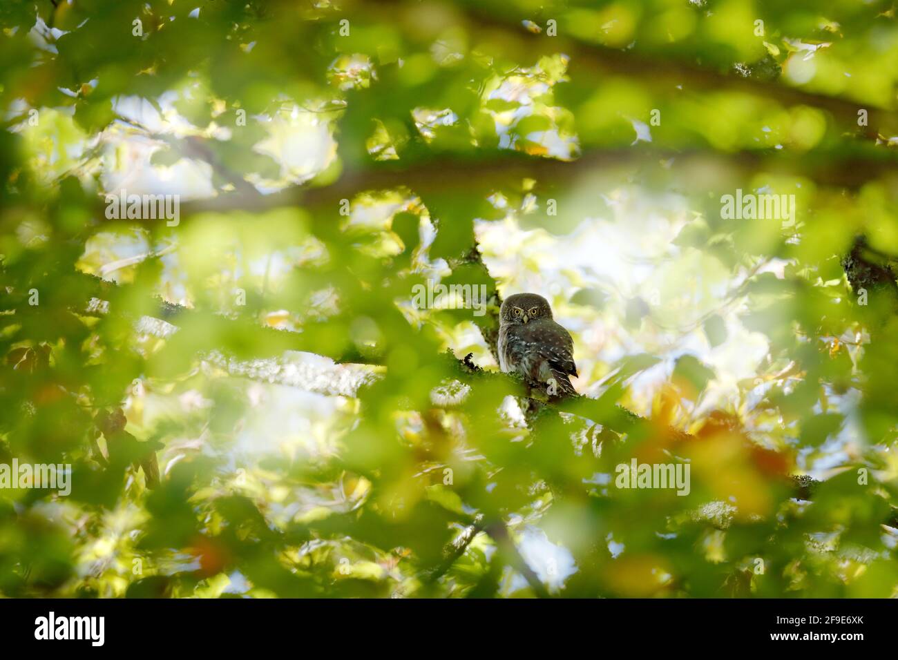 Eurasian Pygmy Owl, sitting in green summer vegetation, hidden in the tree. Tinny bird in the nature habitat, Sumava National Park, Czech, Europe. Owl Stock Photo