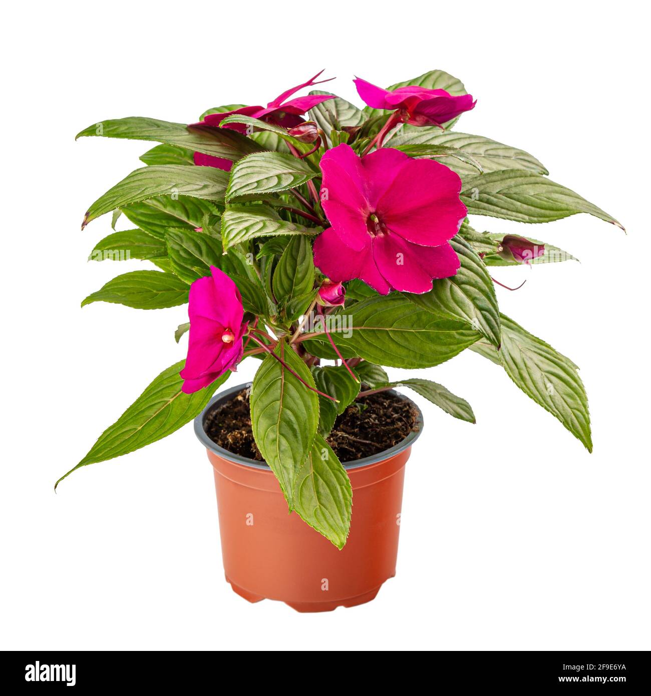Potted Impatiens walleriana or sultana with pink bloom on white background Stock Photo