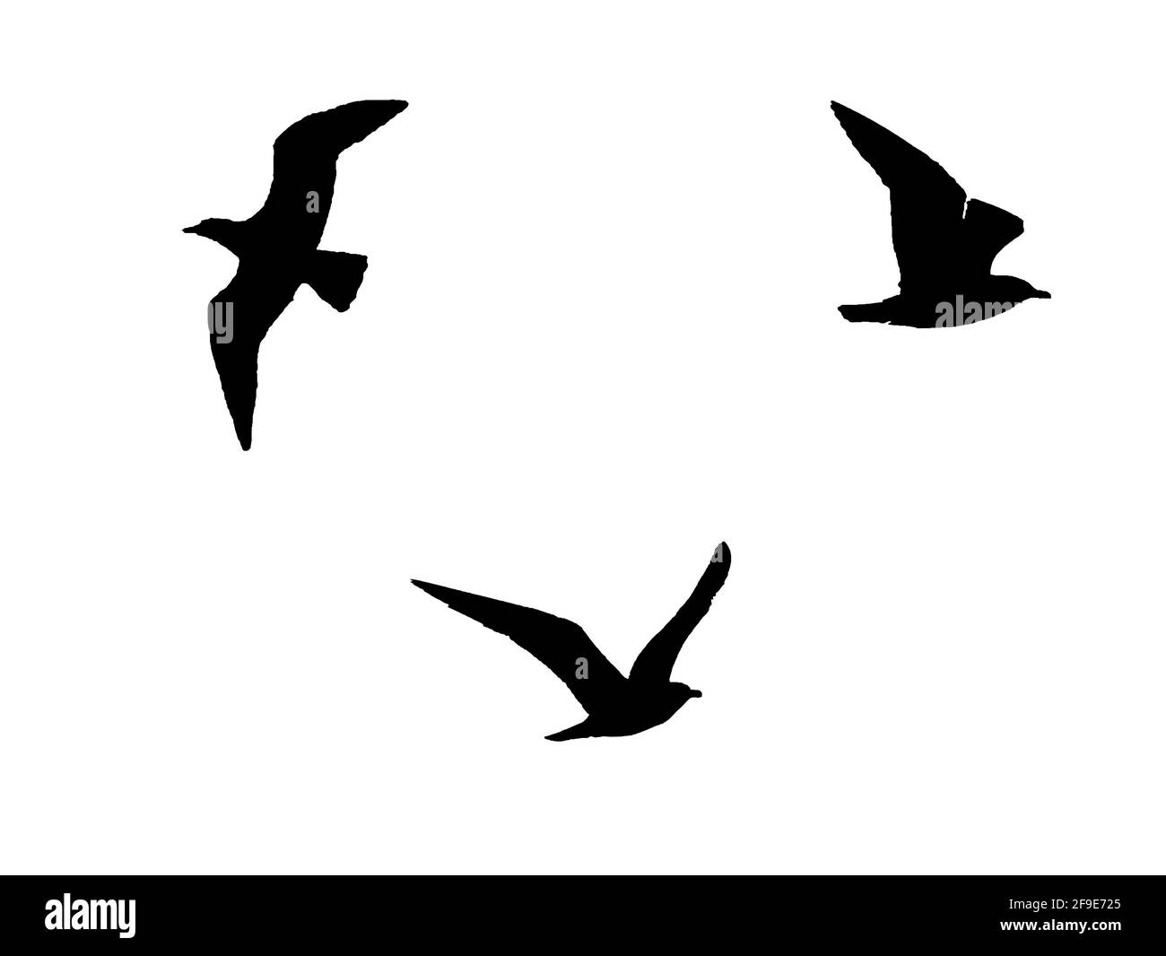 Silhouettes of 3 birds flying on white background. Black and white  photography Stock Photo - Alamy