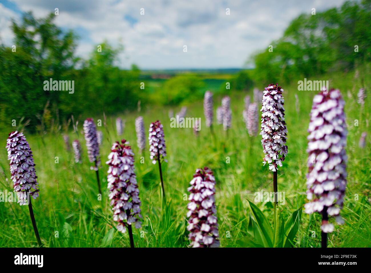 Bloom plant in the meadow habitat. Pink and violet flowering European terrestrial wild orchid in nature habitat with green background, Czech Republic, Stock Photo