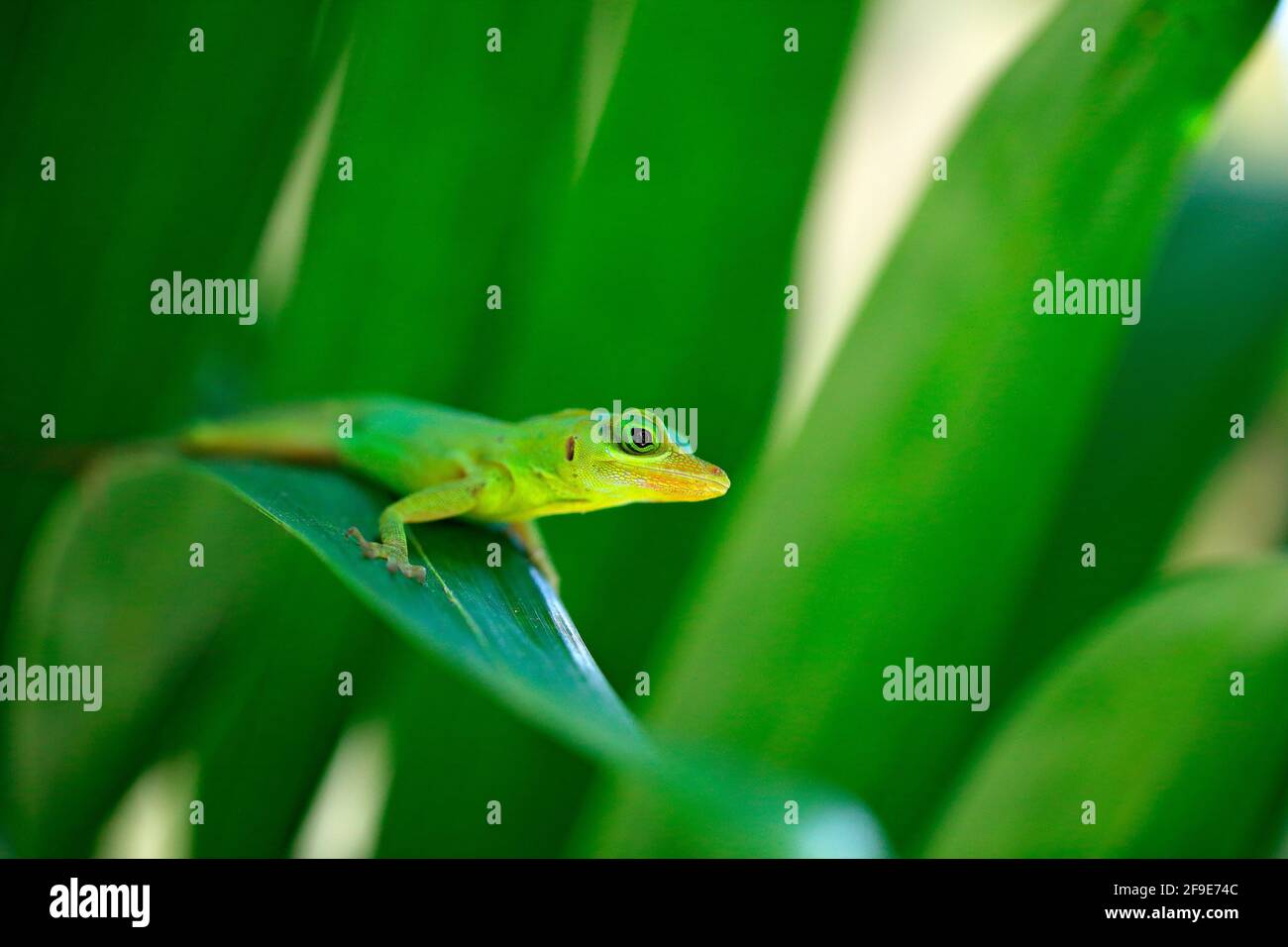 Grenada Richard's tree anole, Anolis richardii, in the nature habitat. Beautiful portrait of rare lizard from Trinidad and Tobago. Basilisk in the gre Stock Photo