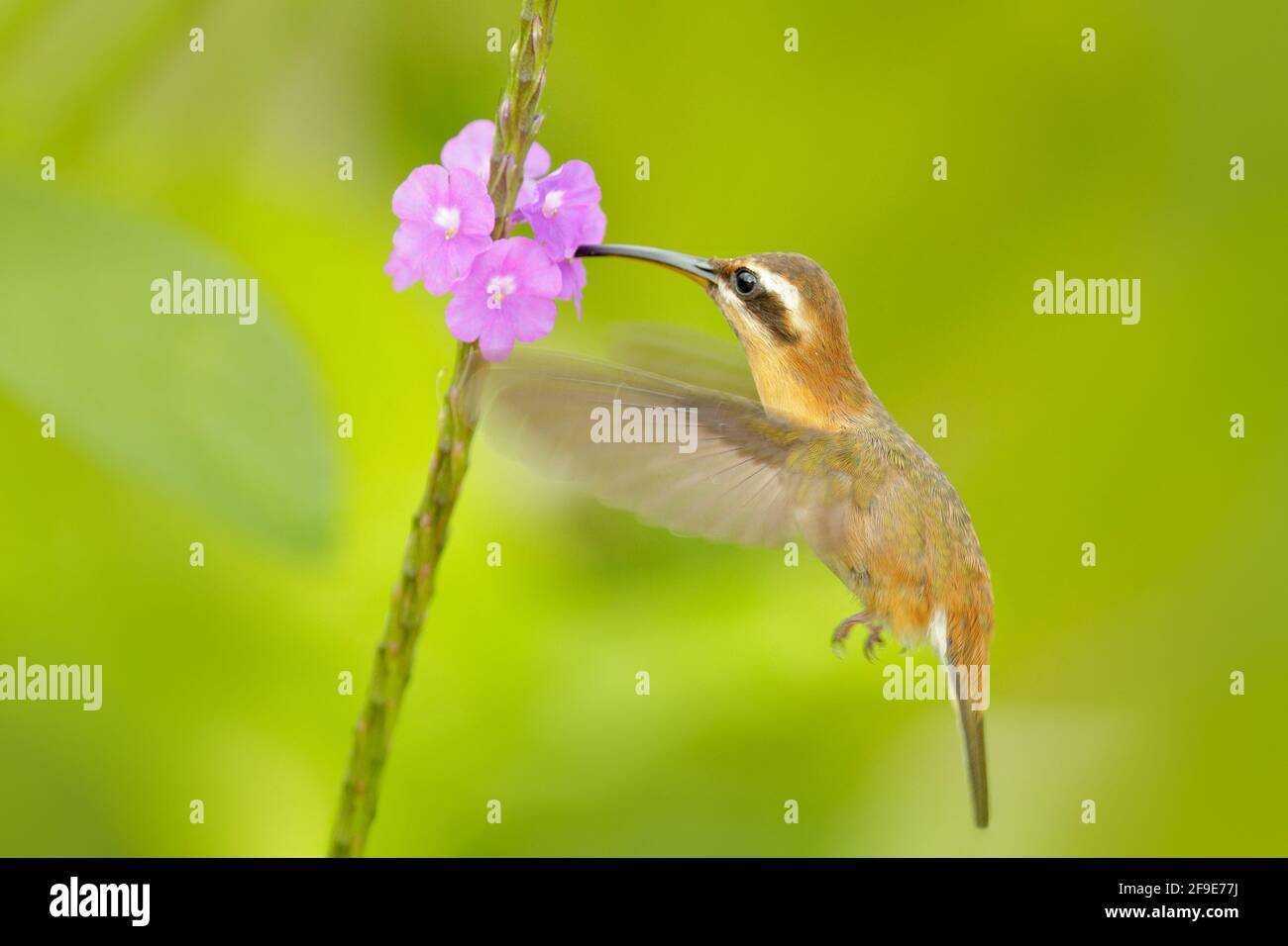 Little hermit, Phaethornis longuemareus hummingbird with orange crest and collar in the green and violet flower habitat. Bird flying next to pink flow Stock Photo