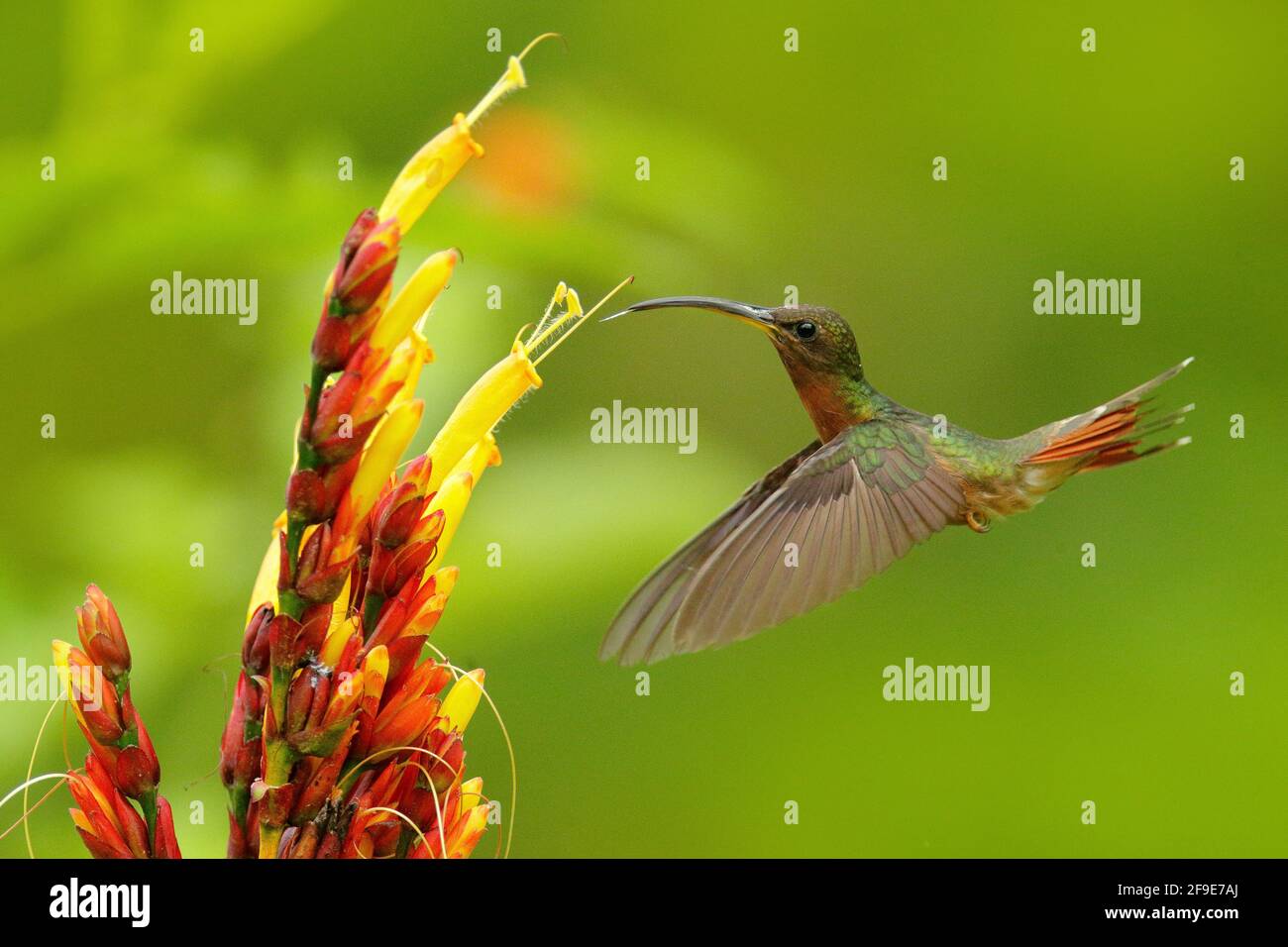 Rrufous-breasted hairy hermit, Glaucis hirsutus,  hummingbird from Trinidad and Tobago. Green bird flying next to beautiful red flower in jungle. Acti Stock Photo