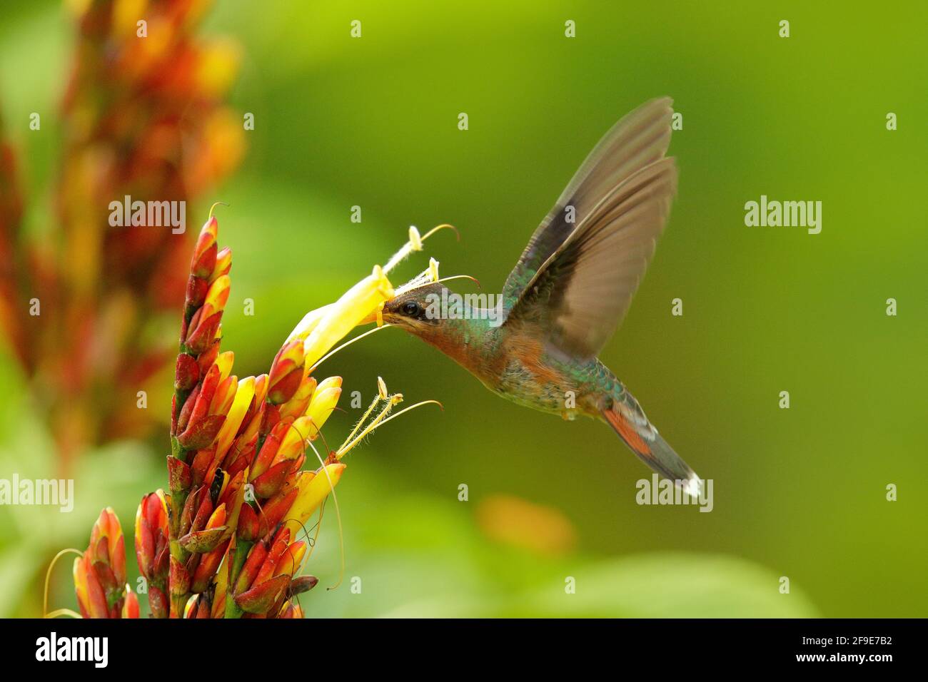 Green bird flying next to beautiful red flower in jungle. Action feeding scene in green tropical forest. Rufous-breasted hairy hermit, Glaucis hirsutu Stock Photo