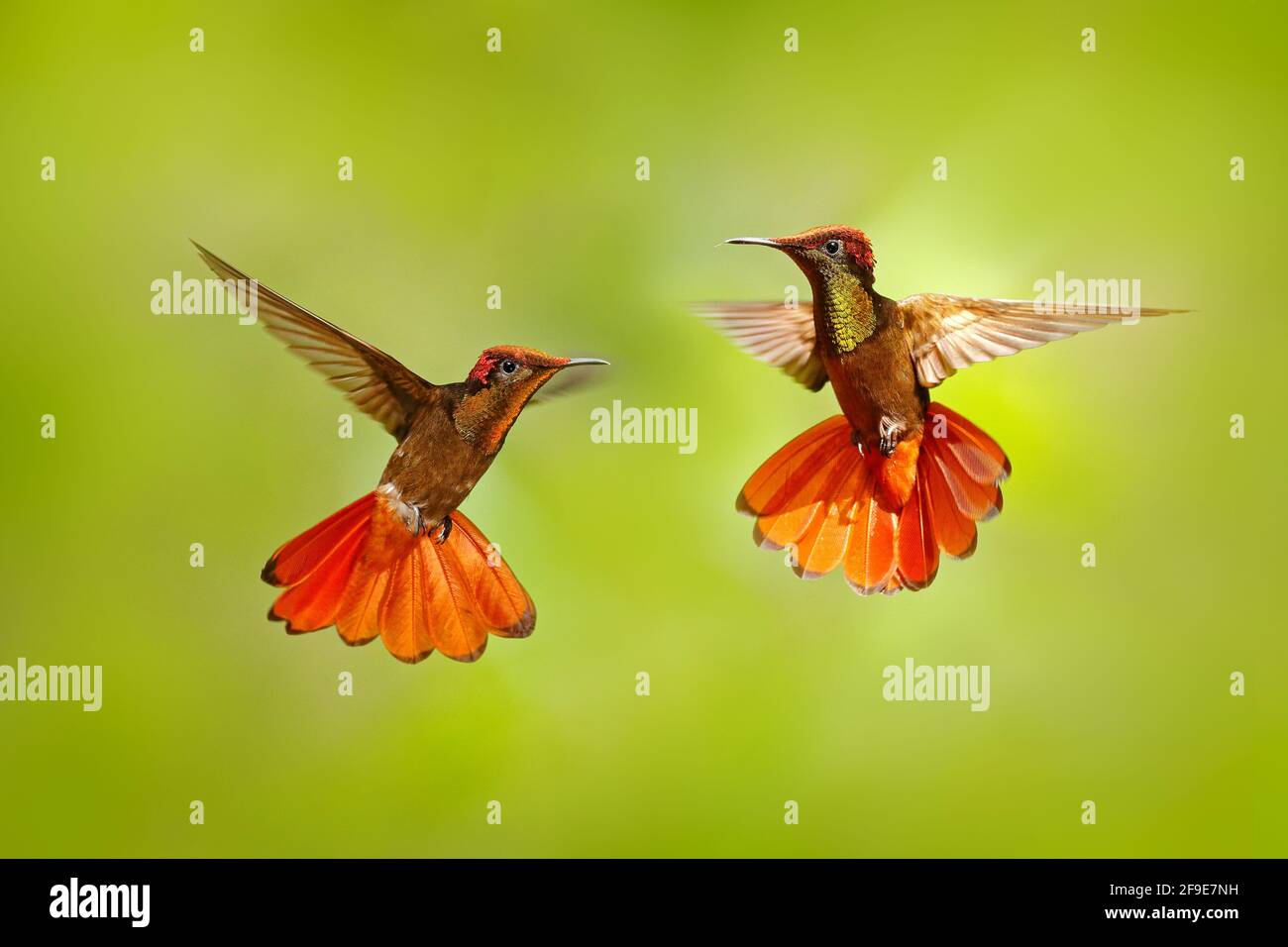 Two hummingbird fight. Red and yellow Ruby-Topaz Hummingbird, Chrysolampis mosquitus, flying with open wings, frontal look with glossy orange head, sp Stock Photo