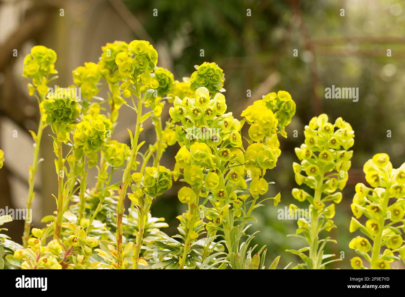 A flowering example of Euphorbia Humpty Dumpty on display at a garden centre in early April. England UK GB Stock Photo