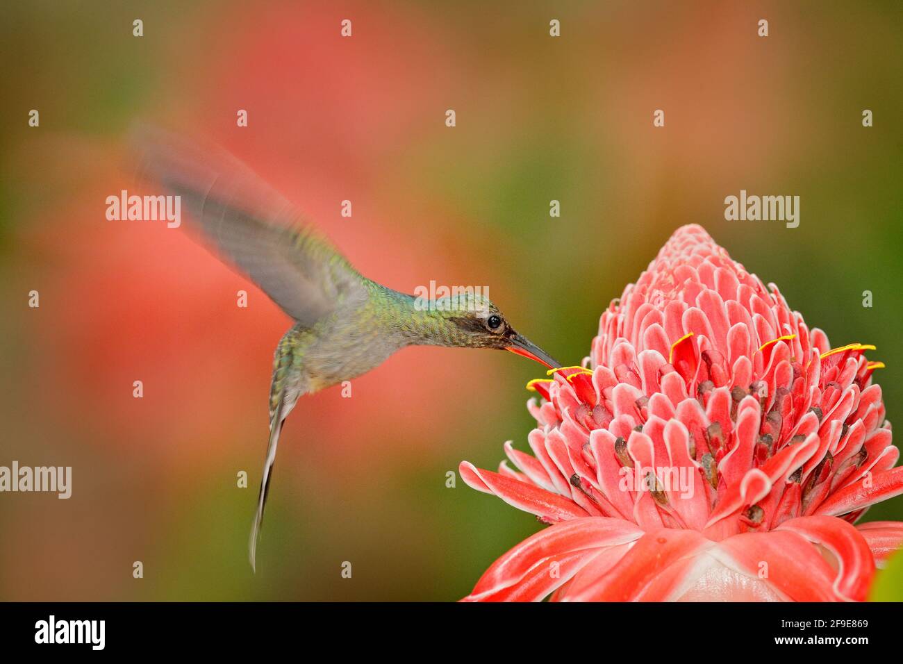 Green Hermit, Phaethornis guy, rare hummingbird from Trinidad. Action feeding scene in tropical