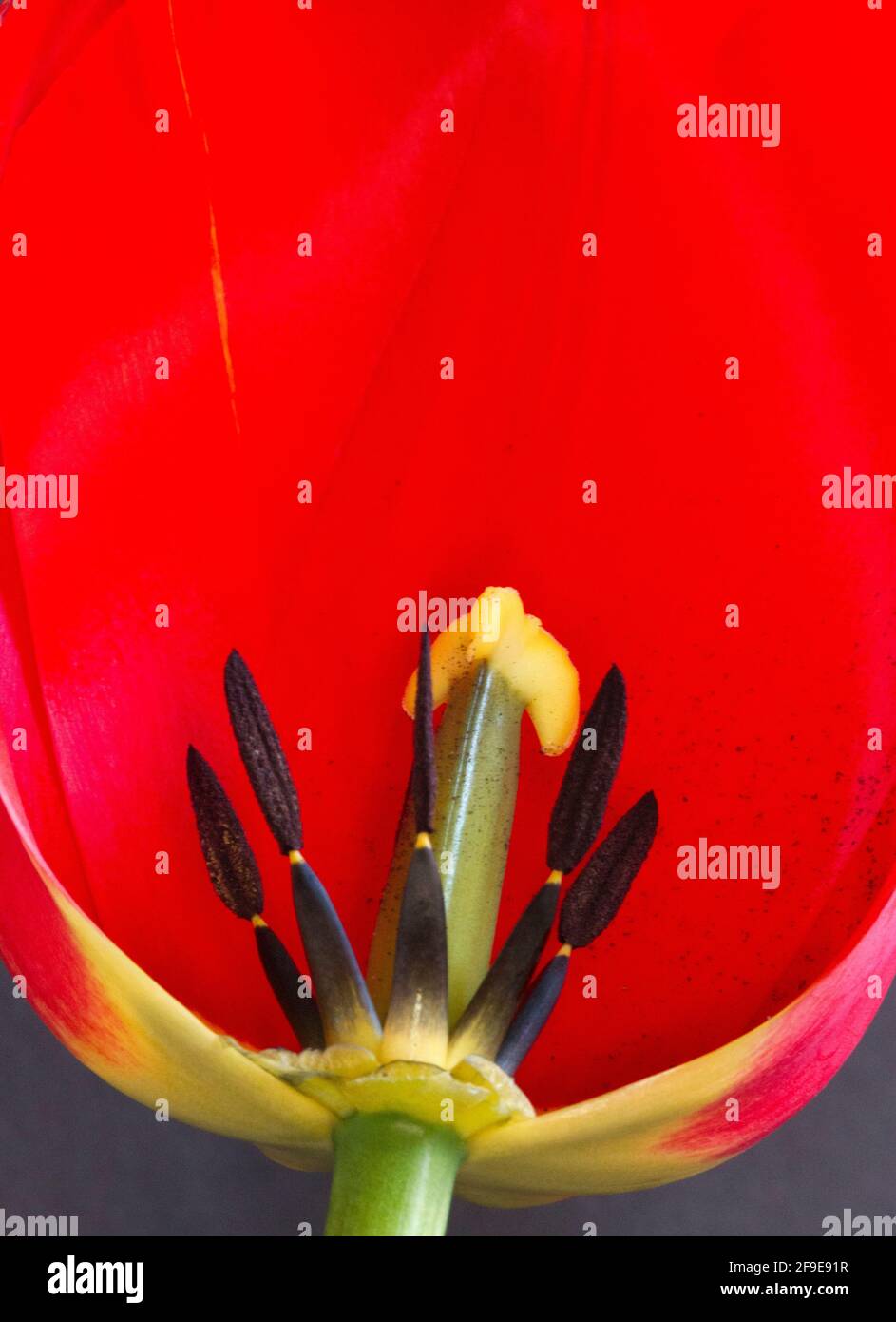 The parts of a Tulip responsible for pollination, the pistil and anthers. Many modern hybrids are sterile and horticulturalists rely on bulbs Stock Photo