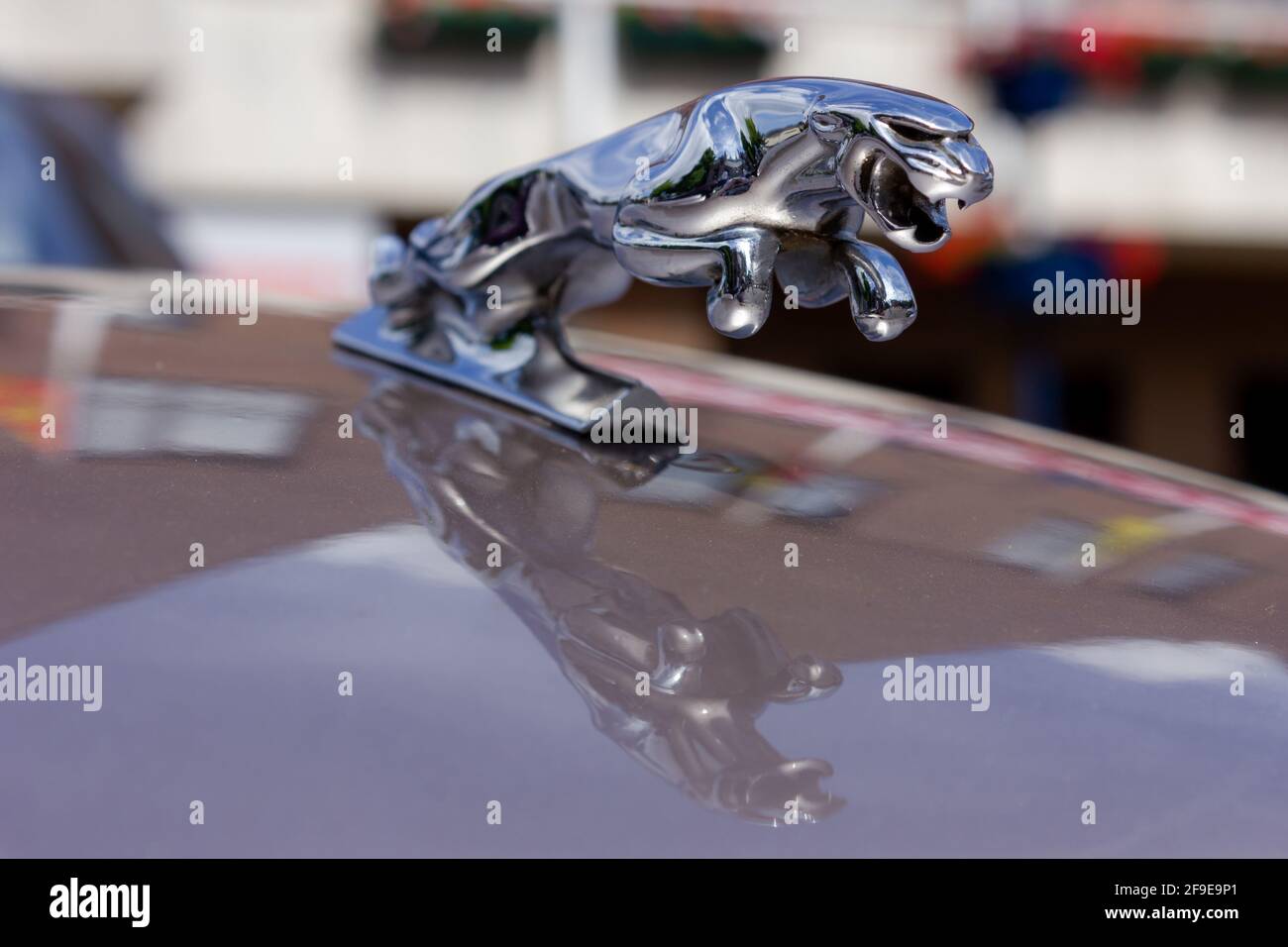Chromed Jaguar figurine mounted on the bonnet of a classic car Stock Photo