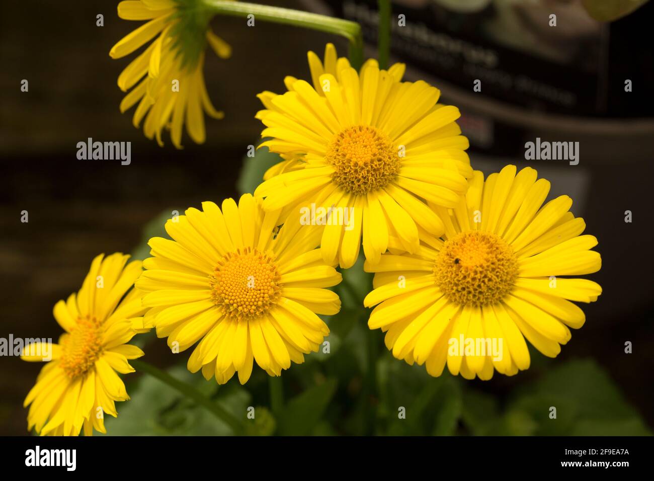 A flowering example of Doronicum Leonardo on display at a garden centre in early April. England UK GB Stock Photo