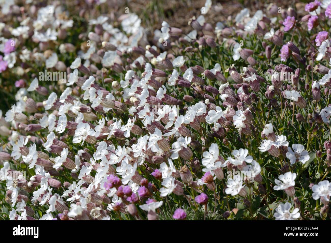 Sea campions Silene uniflora and thrift flowers sea pinks Armeria maritima growing on the Pembrokeshire coast Path Wales Cymru UK Stock Photo