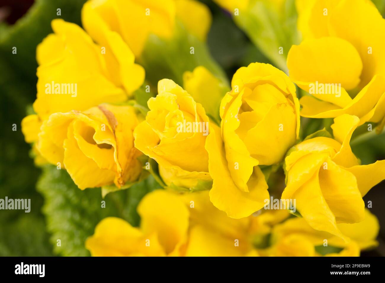 A flowering example of Primrose Cupid Lemon on display at a garden centre in early April. England UK GB Stock Photo