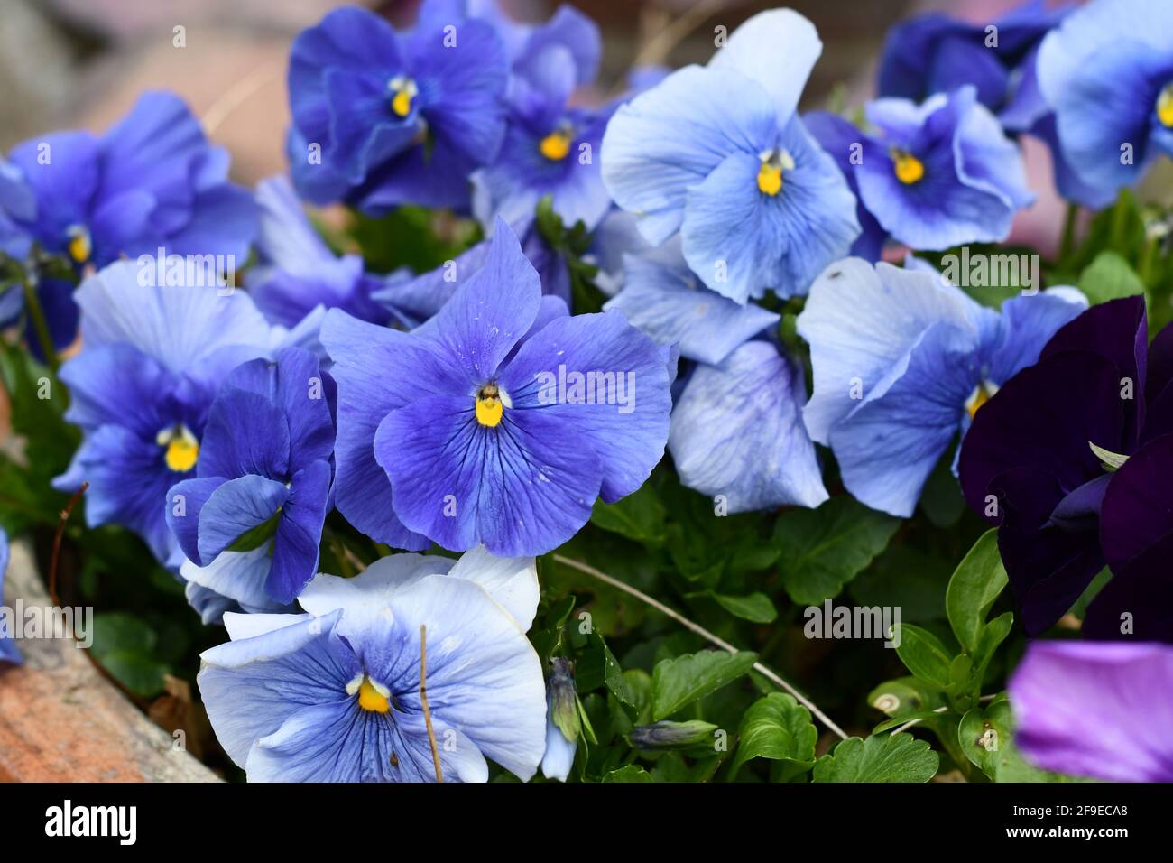 Stunning large pansy heads in shades of blue Stock Photo