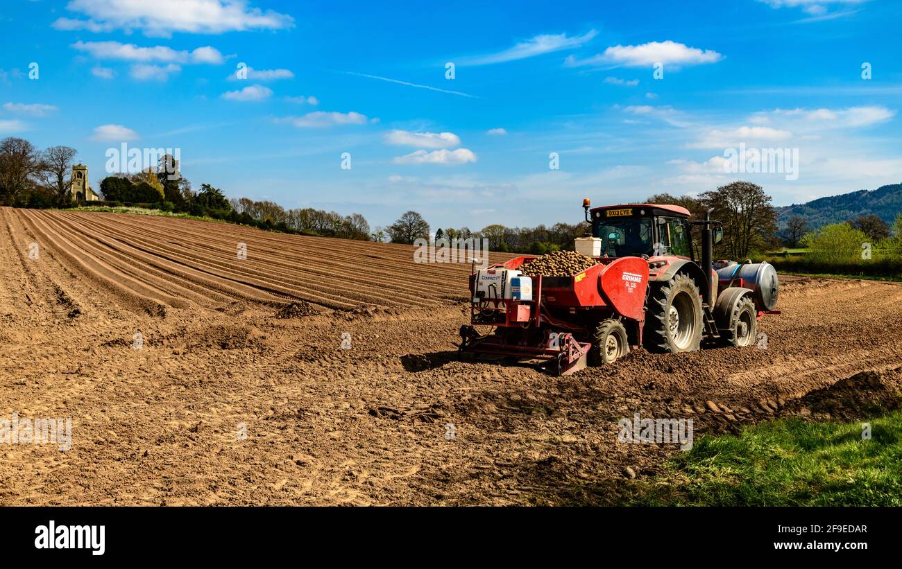 Planting potatoes on farmland near Uppington, SHropshire, England Stock Photo