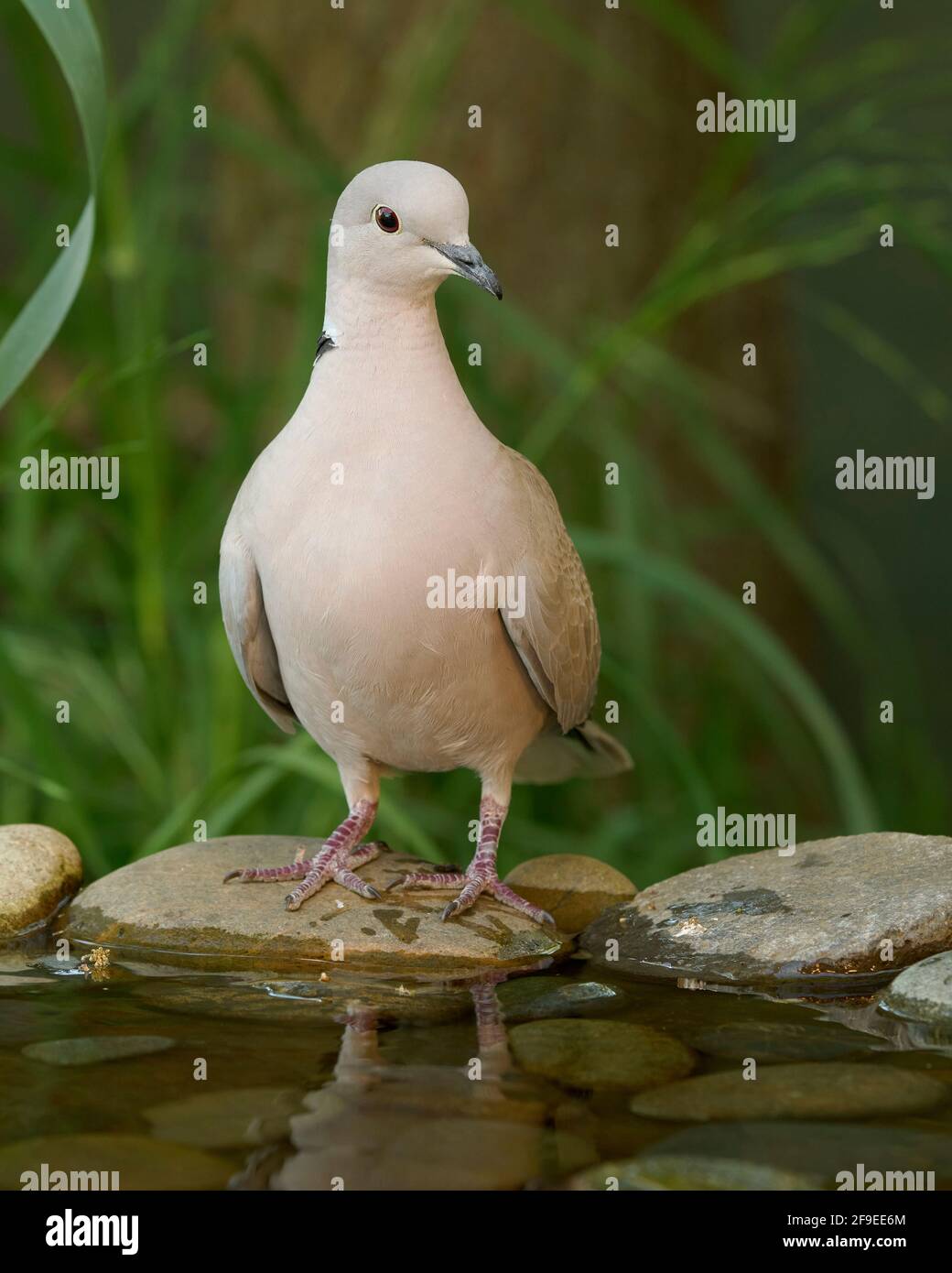 Eurasian CollaredDove (Streptopelia decaocto), Sacramento County