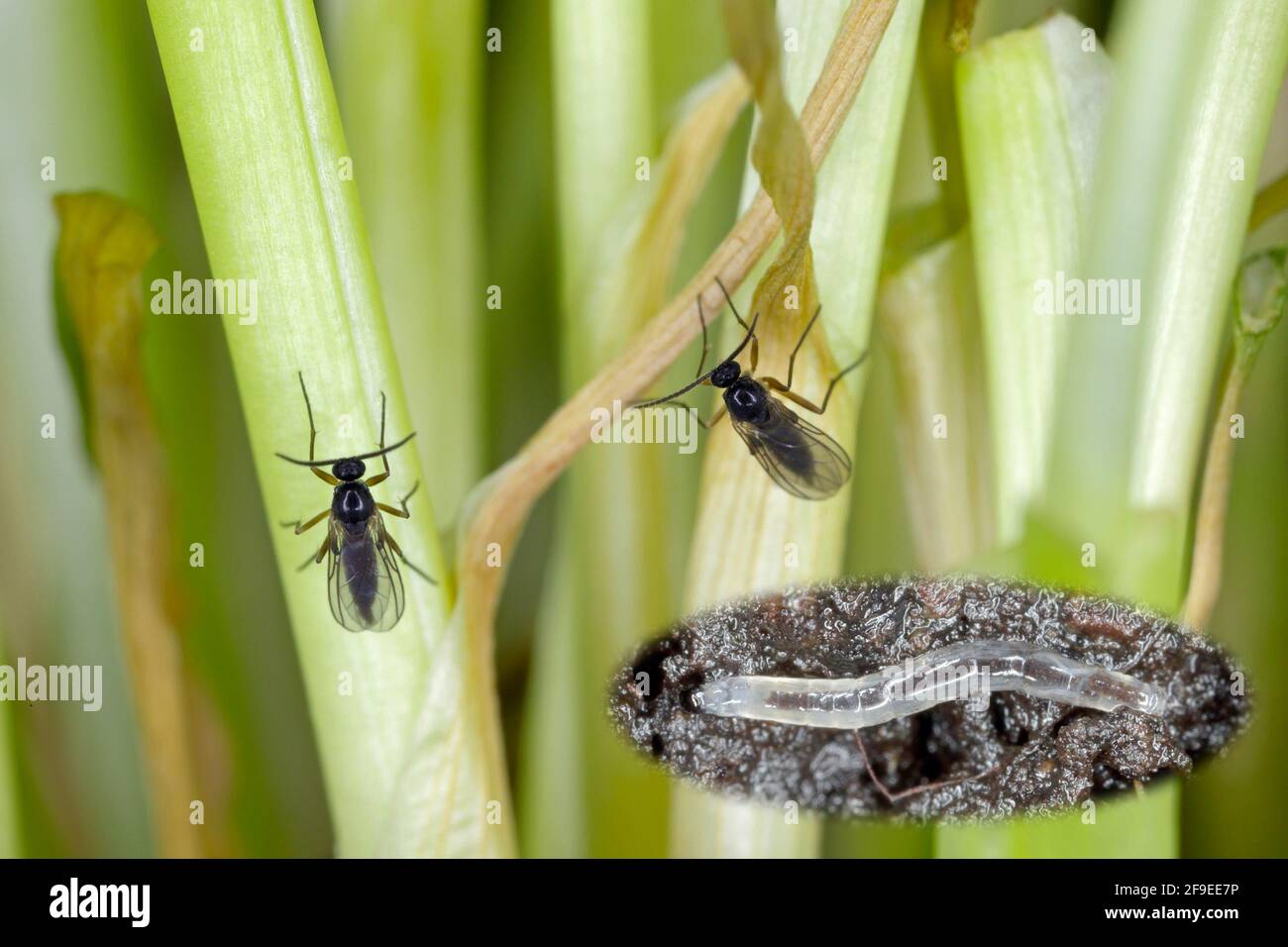 Fungus gnat larva sciarid hires stock photography and images Alamy