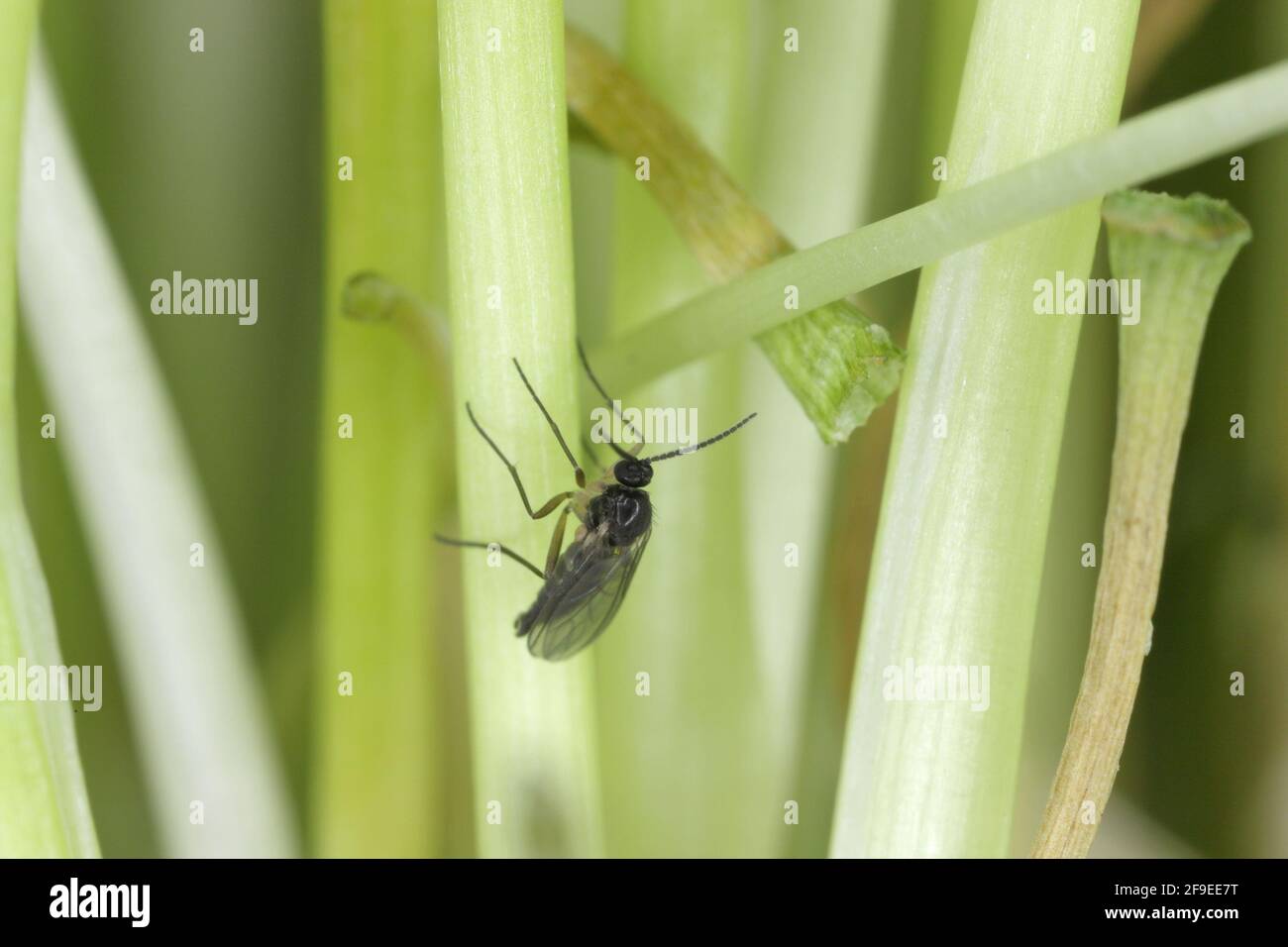 adult of Darkwinged fungus gnat, Sciaridae on the soil. These are